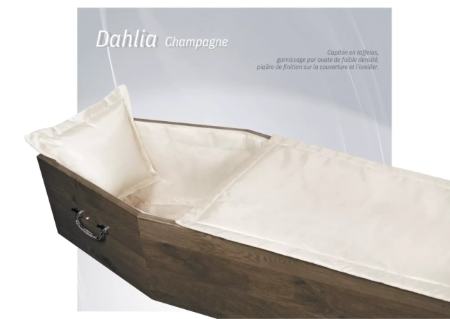 Dahlia Champagne